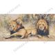 Гобеленовая картина 50х100 "Львы на отдыхе"
